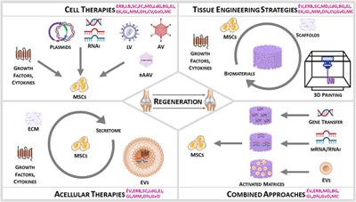 Women’s contribution to stem cell research for osteoarthritis: an opinion paper